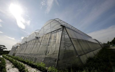 🌱 Greenhouse Project — Batu Kawan